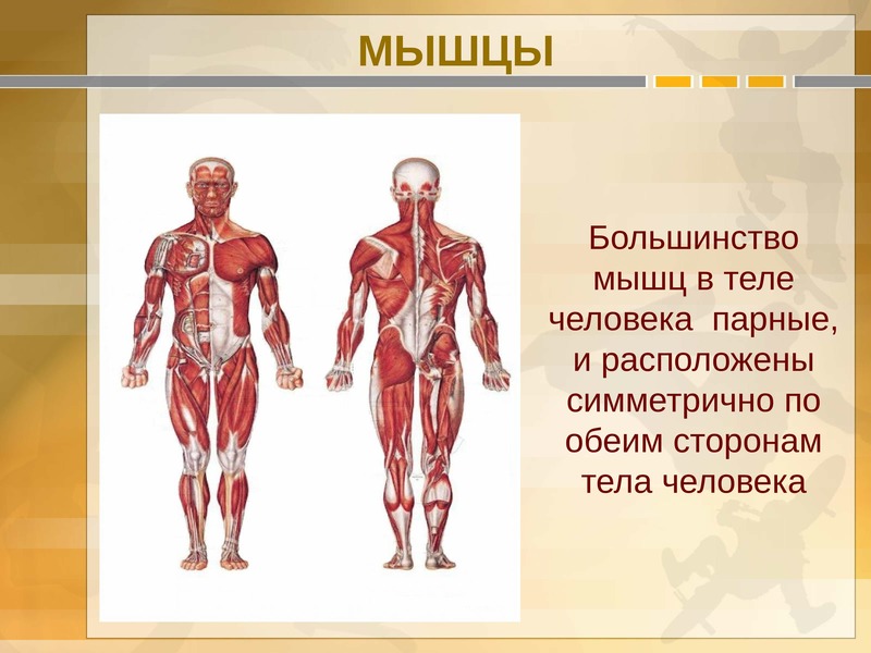 Влияние физических упражнений на организм человека презентация