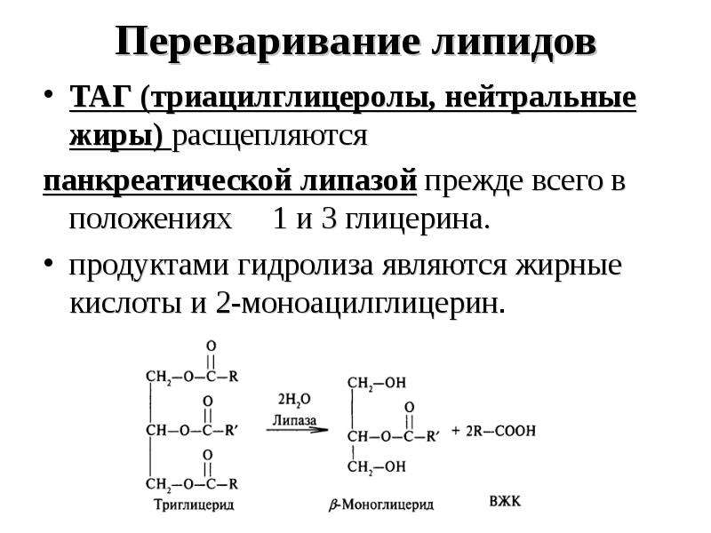 Переваривание жиров. Триацилглицеролы (таг). Панкреатическая липаза продукты реакции. Промежуточные продукты гидролиза жиров. Переваривание липидов биохимия ферменты.