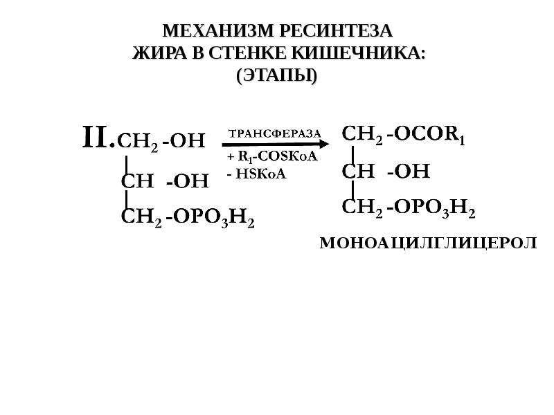 Ресинтез жиров в стенке кишечника