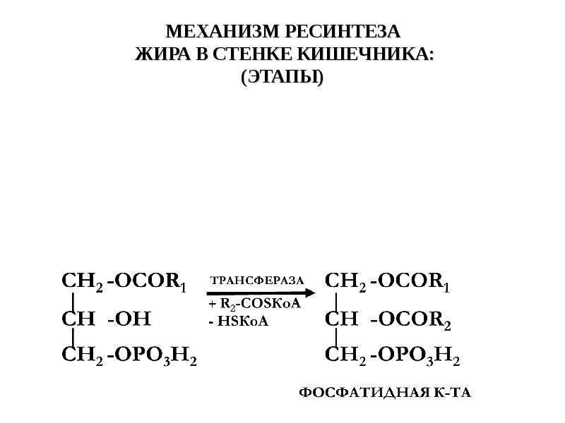 Ресинтез таг в стенке кишечника