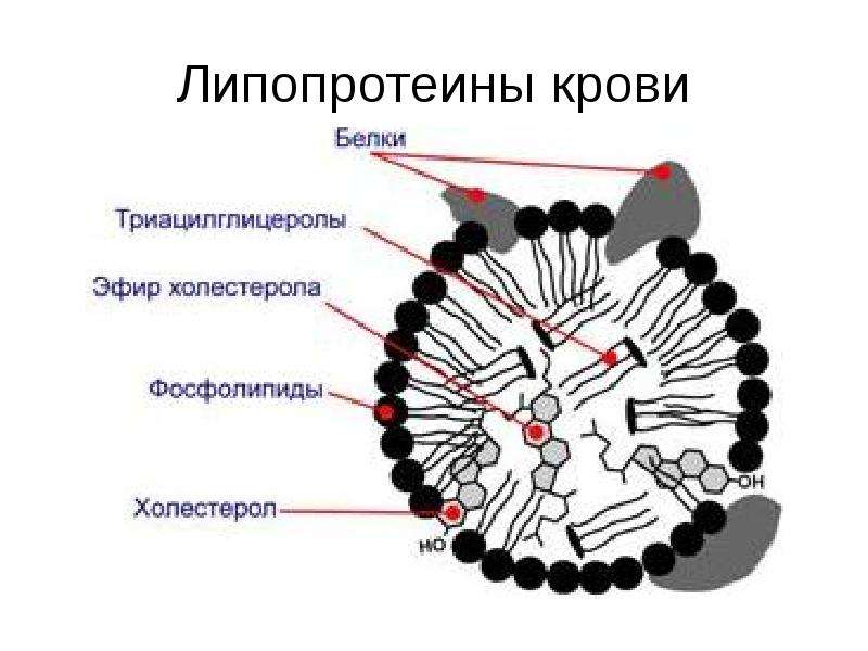 Схема строения липопротеинов