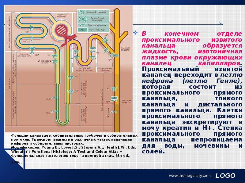 Опишите работу нефрона по следующему плану как плазма крови попадает в каналец нефрона как