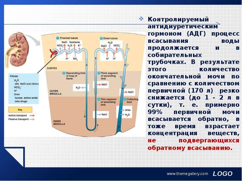 Как осуществляется процесс всасывания питательных. Всасывание это процесс. Опорный конспект по мочевыделительной системе человека.