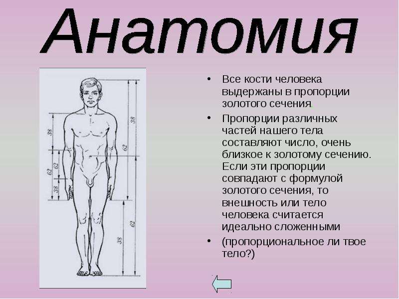 Проект золотое сечение в теле человека