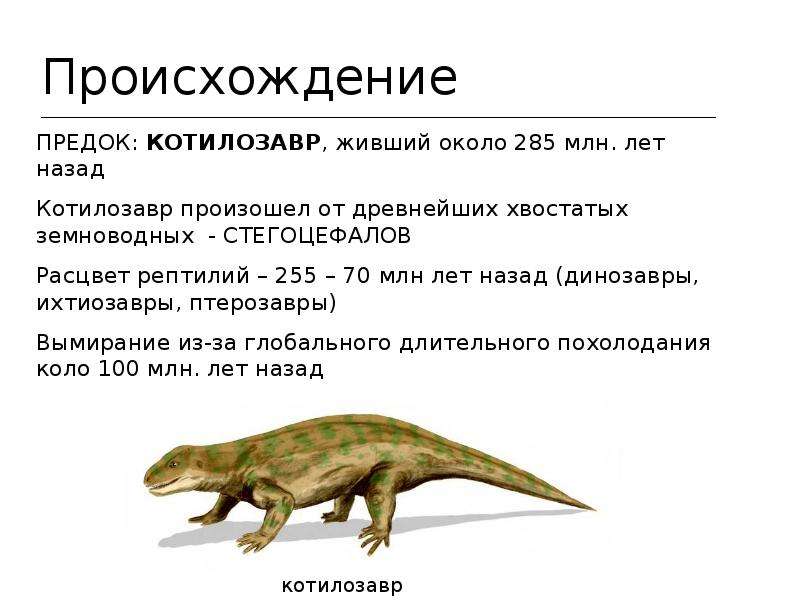 Общими признаками рептилий являются. Котилозавр признаки рептилий. Пресмыкающиеся произошли. Расцвет пресмыкающихся произошел в. Котилозавры предки.
