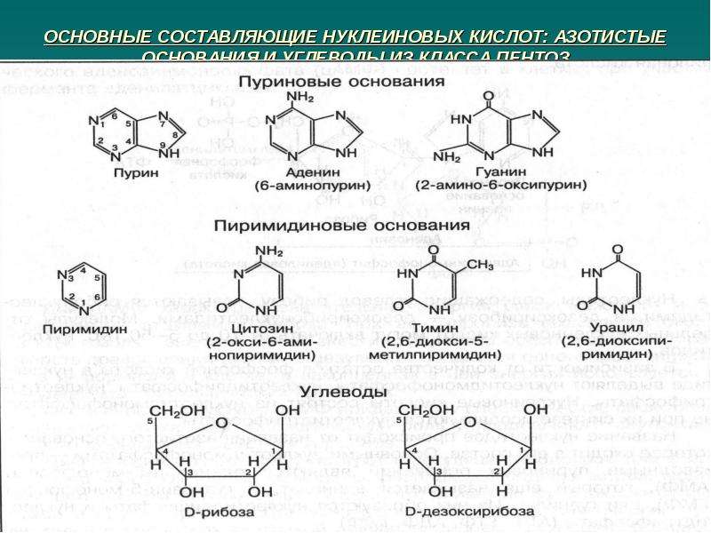 Классификация нуклеиновых кислот схема