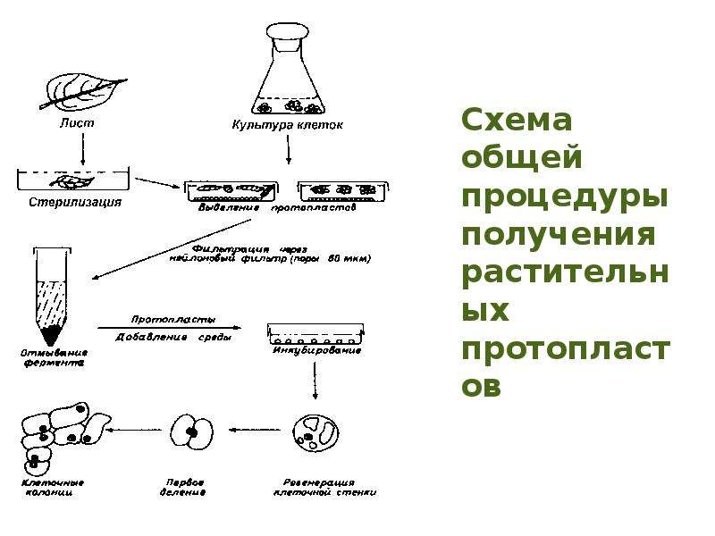 Общая схема получения культуры тканей не включает стадию