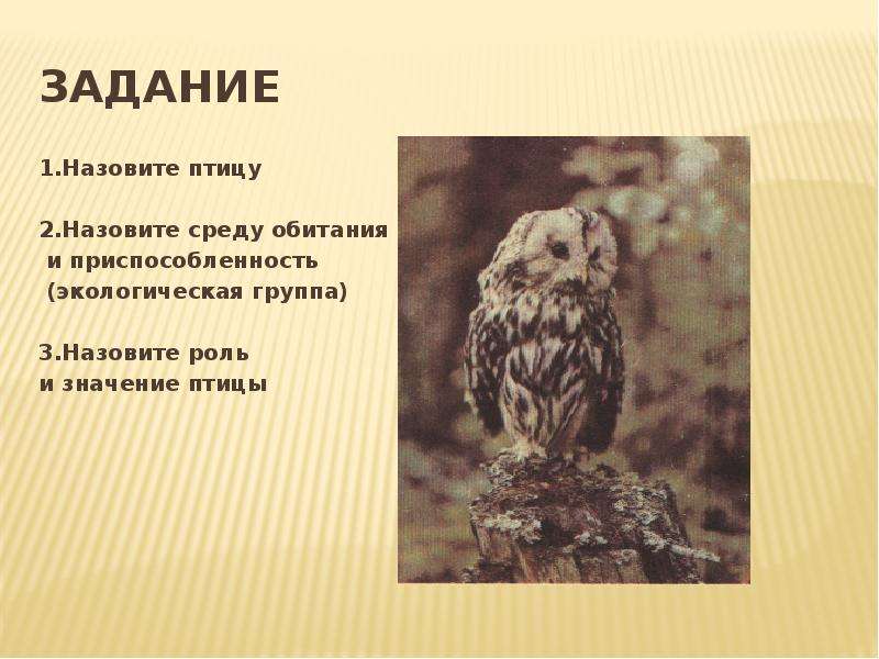 Имена означающие птицы. Происхождение птиц. Филин среда обитания и приспособленность.