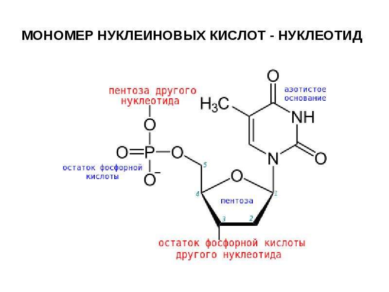 Напишите название мономера который составляет основу молекулы показанной на рисунке буквой