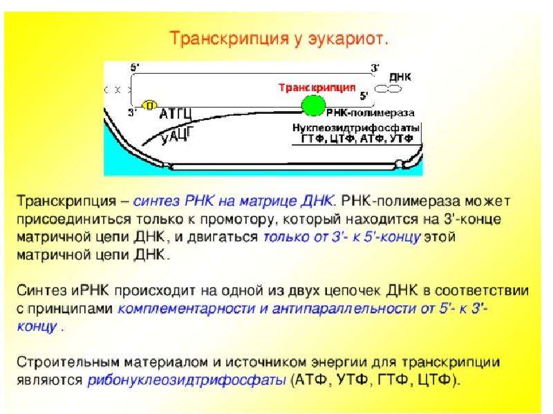 Особенности транскрипции у эукариот