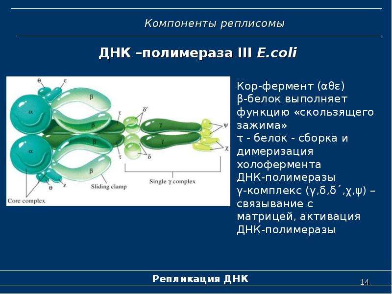 Днк выполняет функцию. ДНК полимераза белки функция белка. ДНК полимераза выполняет функцию. Фермент ДНК полимераза. Холофермент ДНК полимеразы.