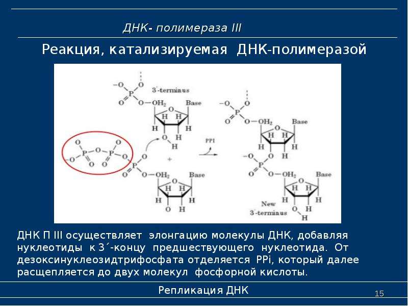 Днк 6. ДНК полимераза катализирует Синтез ДНК В направлении. ДНК полимераза катализирует процесс. ДНК полимераза формула химическая. Реакция катализируемая ДНК полимеразой.