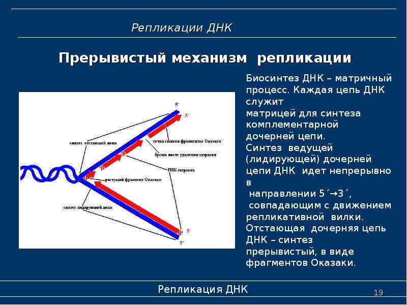 Репликация днк это. Отстающая цепь в процессе репликации. Прерывистость синтеза цепей ДНК. Механизм репликации ДНК. Цепи репликации ДНК.