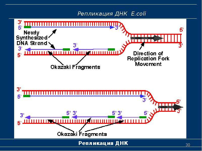 4 репликация днк. Репликация ДНК Оказаки. ФРАГМЕНТЫ Оказаки в репликации. Репликация ДНК У E. coli. Репликация ДНК АТФ.