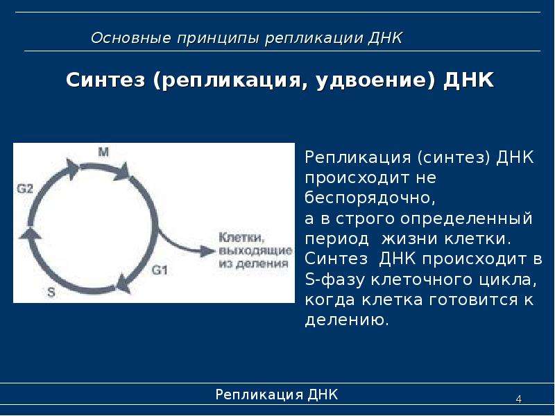 Описания процесса репликации. Репликация ДНК И фазы клеточного цикла. В какую фазу митотического цикла происходит репликация ДНК?. Репликация ДНК происходит в период жизненного цикла клетки. Основные принципы репликации.