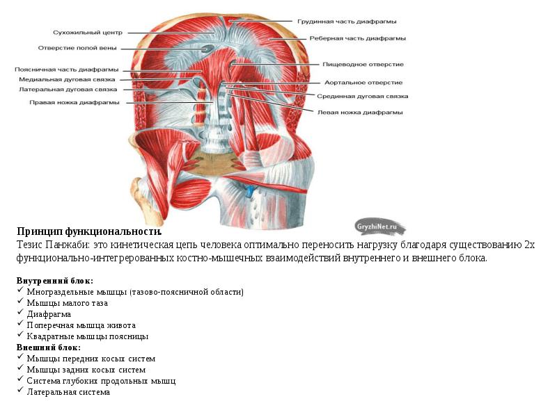 Диафрагма какие мышцы