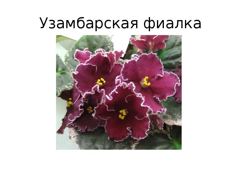 Фиалка узамбарская беседа