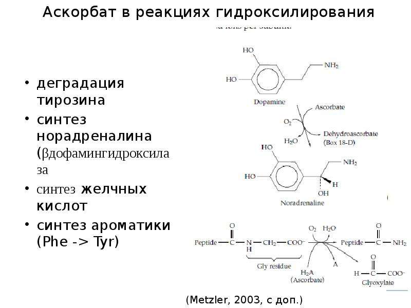 Синтез тирозина