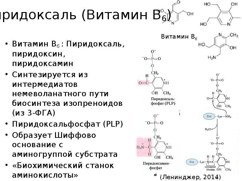 Синтез кофермента. Малатдегидрогеназаза кофермент витамина. Витамин b6 кофермент. Витамины коферменты биохимия. Пиридоксальфосфат биохимия b6.