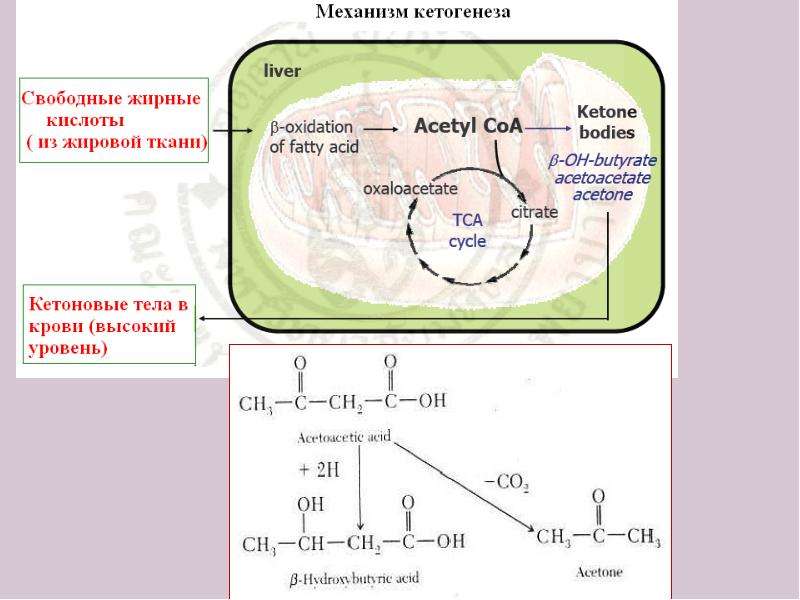 Биохимические механизмы нарушения обмена углеводов и липидов, слайд 25