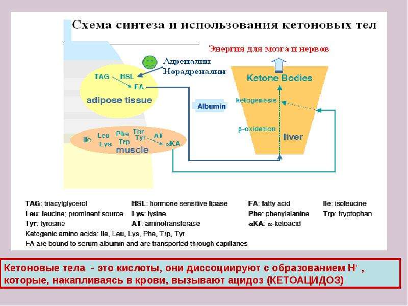 Биохимические механизмы нарушения обмена углеводов и липидов, слайд 26