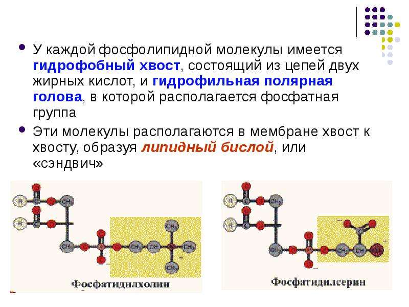 В молекуле две двойные связи. Молекулы фосфолипидов. Гидрофобные молекулы. Хвост фосфолипидной молекулы (заряд). Образование молекул фосфолипидов.