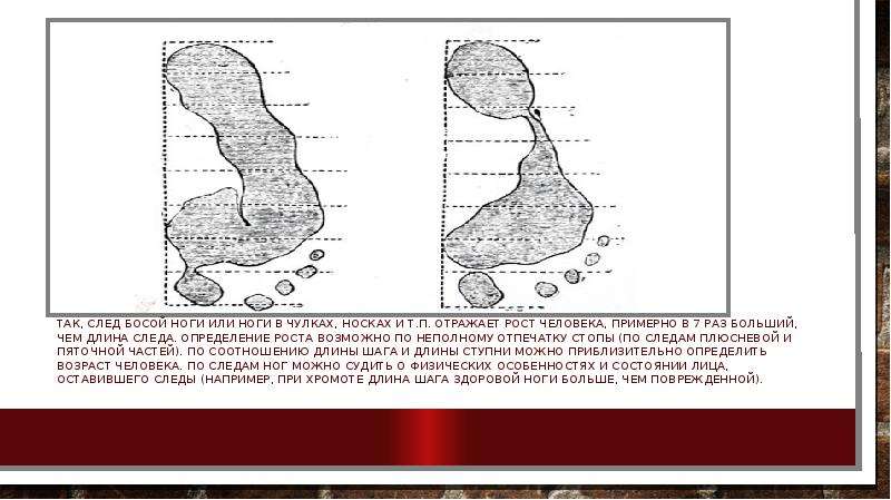 Общие и частные признаки следа. Определение роста человека по следу. Определение роста по следу обуви. Длина следа. По следу босой ноги можно определить.