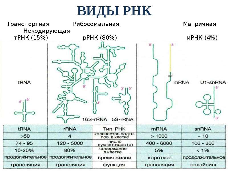 Виды рнк картинки