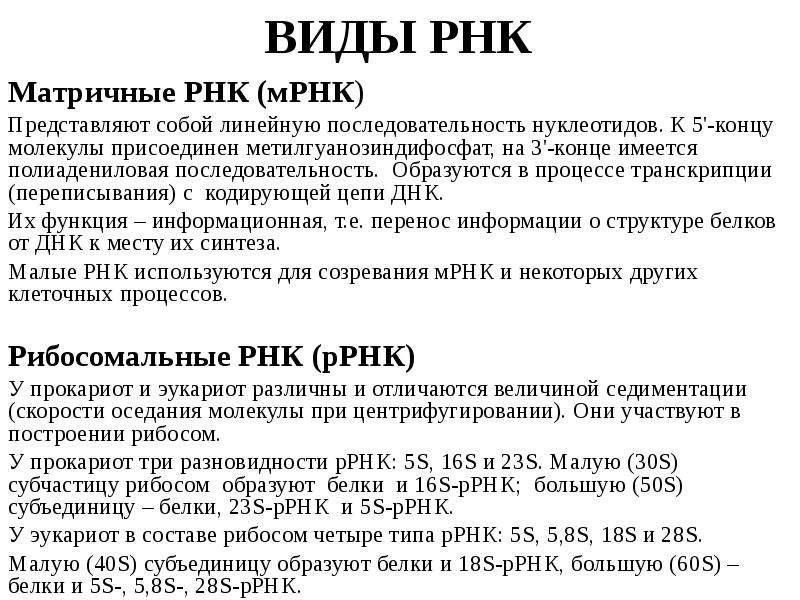 Количество нуклеотидов в рнк. МРНК последовательность нуклеотидов. Число нуклеотидов в РНК. МРНК количество нуклеотидов. Виды РНК биохимия.