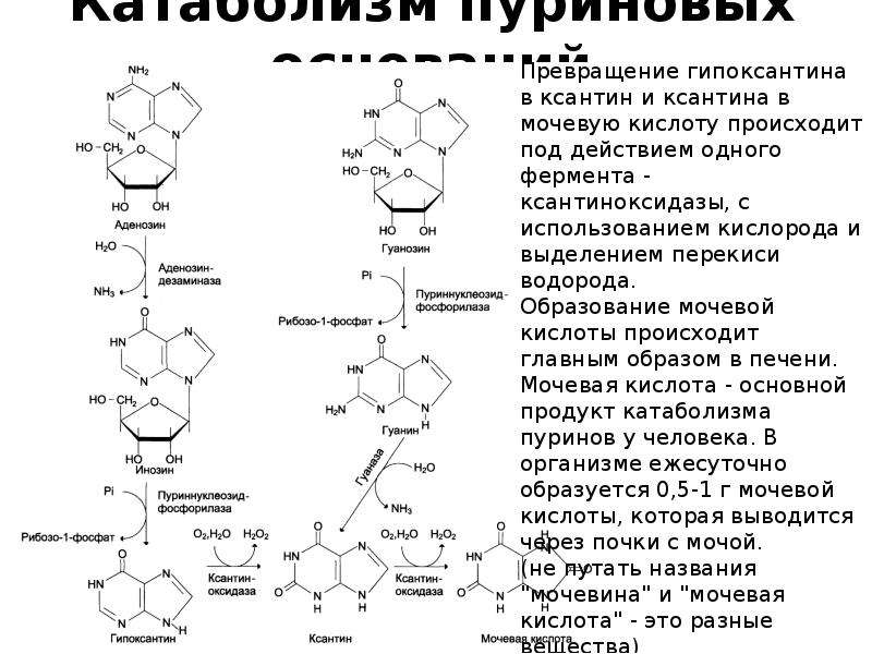 Синтез нуклеиновых