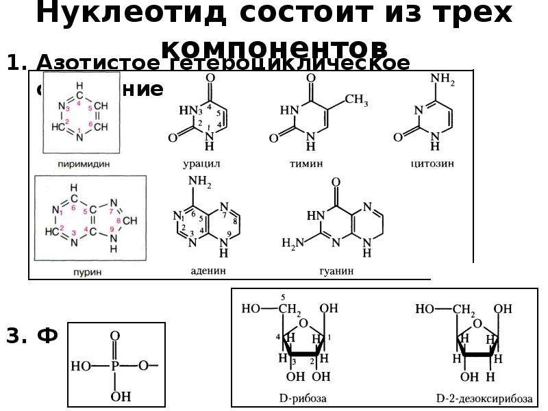 Нуклеотид состоит из ответ