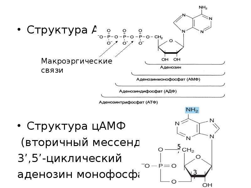 Состав аденозина отражается схемой