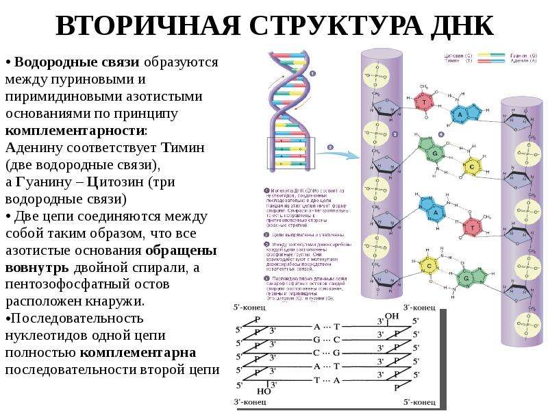 Связь между молекулами днк. Вторичная структура ДНК нуклеотидов. Вторичная структура ДНК связи. Вторичная структура молекулы ДНК. Вторичная структура нуклеиновых ДНК.