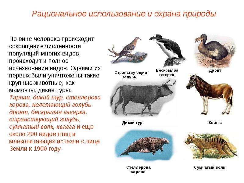 Исчезающие виды млекопитающих и меры по их охране презентация