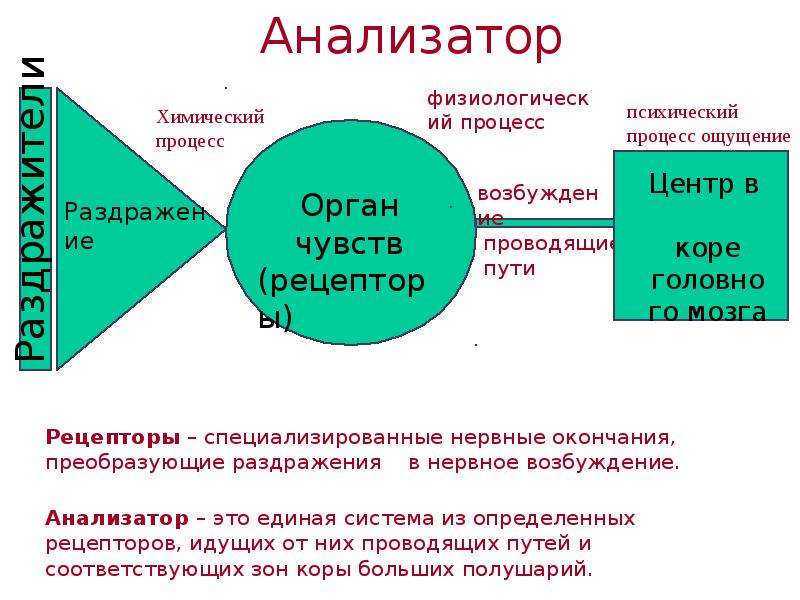 Система ч. Человек как элемент системы. Анализатор психических процессов это. Анализатор осуществляет процессы. Роль анализаторов в психике человека.