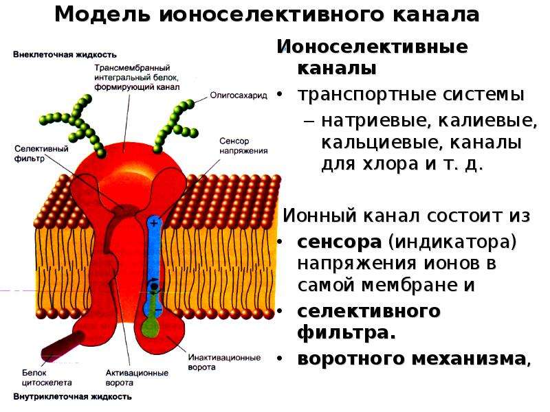 Ионы в мембране. Ионные каналы (натриевые, калиевые, кальциевые, хлорные). Натриевые, калиевые и кальциевые ионные каналы. Структура трансмембранных ионных каналов. Потенциалчувствительные ионные каналы.