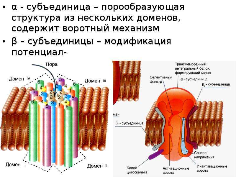 Строение многих. Строение субъединицы. Белковая субъединица. . Структура субъединиц мембран.. Субъединица это.