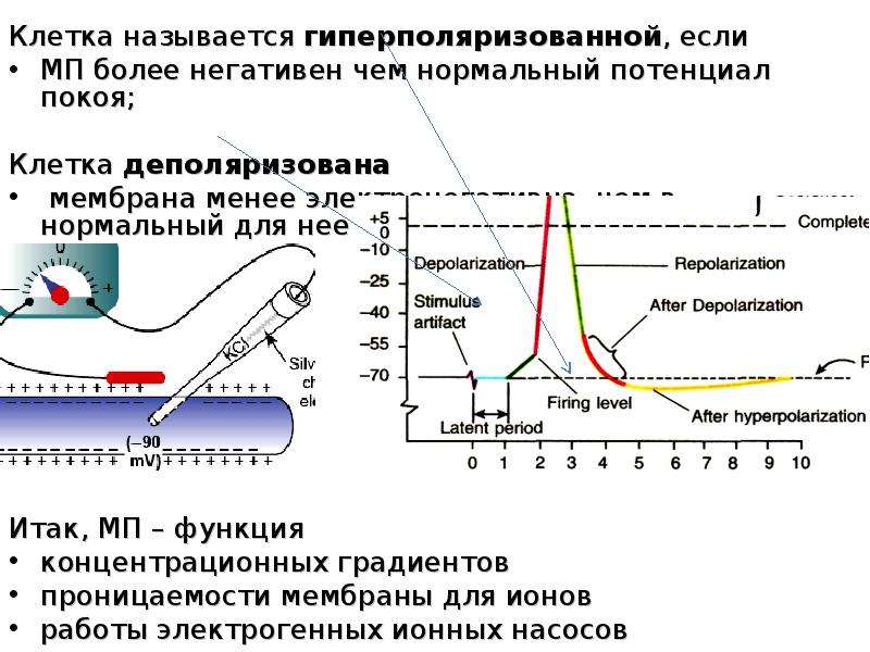 Мембрана потенциалы