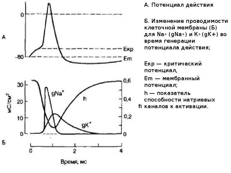 B изменение. Генерация потенциала действия. Потенциал действия формула. Критический мембранный потенциал. Законы потенциала действия.