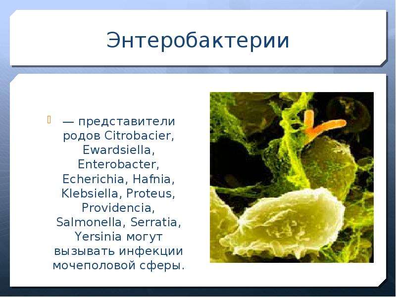 Энтеробактерии — представители родов Citrobacier, Ewardsiella, Enterobacter, Echerichia, Hafnia, Kle