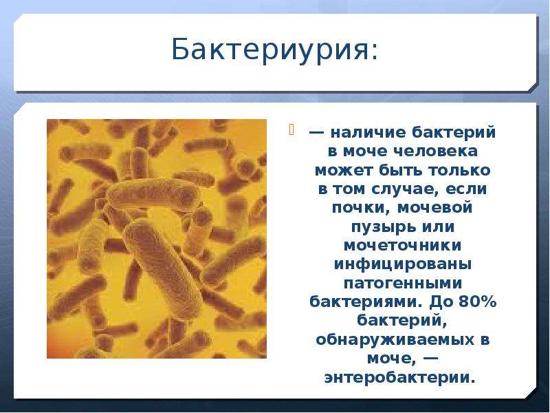 Бактериурия: — наличие бактерий в моче человека может быть только в том случае, если почки, мочевой