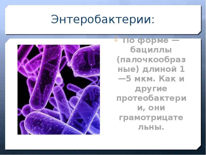 Энтеробактерии: По форме — бациллы (палочкообразные) длиной 1—5 мкм. Как и другие протеобактерии, он