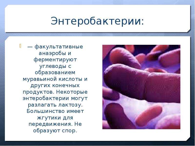 Энтеробактерии: — факультативные анаэробы и ферментируют углеводы с образованием муравьиной кислоты