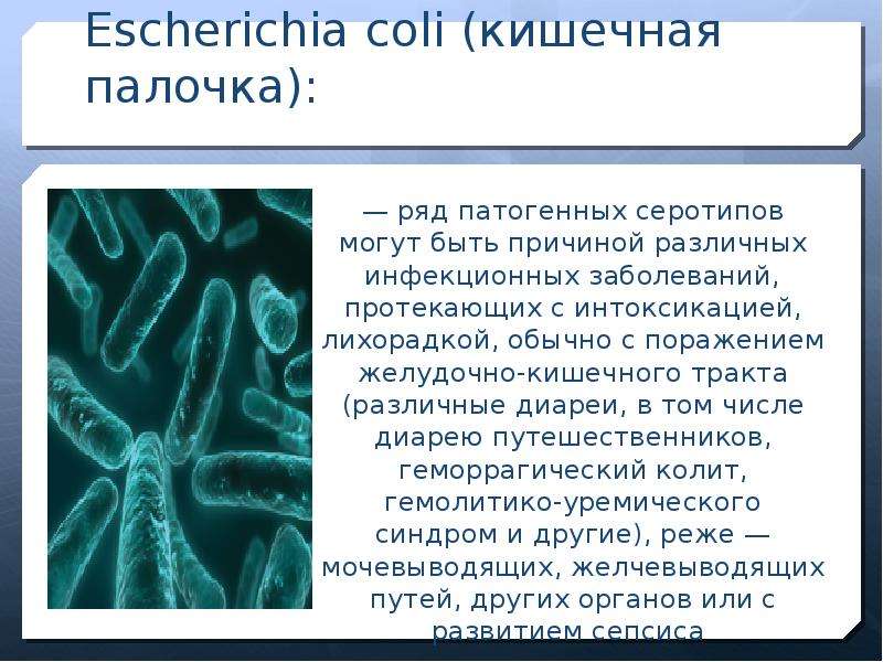 Escherichia coli (кишечная палочка): — ряд патогенных серотипов могут быть причиной различных инфекц