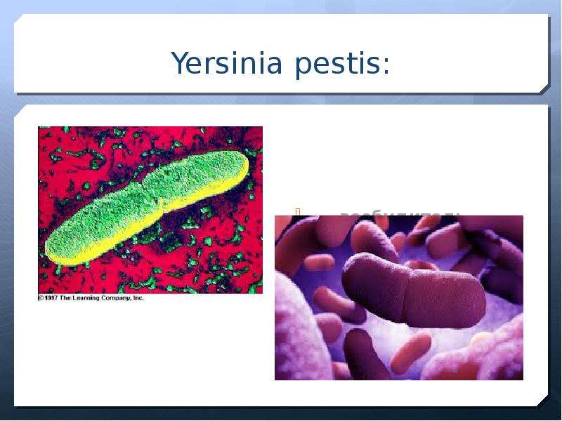 Yersinia pestis: — возбудитель чумы