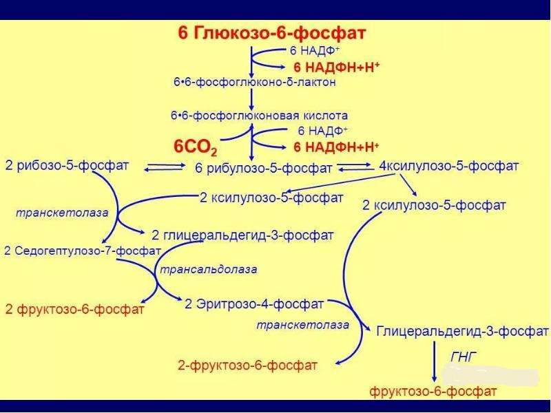 Схема пентозофосфатного цикла