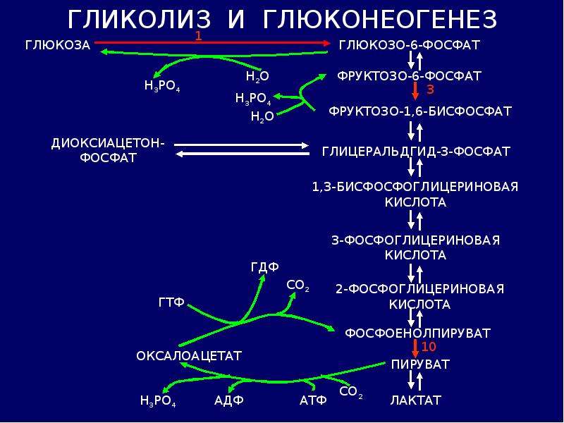 Ферменты превращения глюкозы в гликоген. Синтез Глюкозы из пирувата реакции. Цикл гликолиза биохимия. Глюконеогенез цикл кори реакции биохимия. Синтез Глюкозы из лактата биохимия.