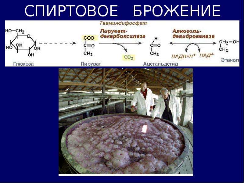 Спиртовое брожение. Брожение Глюкозы механизм. Спиртовое брожение галактозы. Процесс брожения. Процесс спиртового брожения.