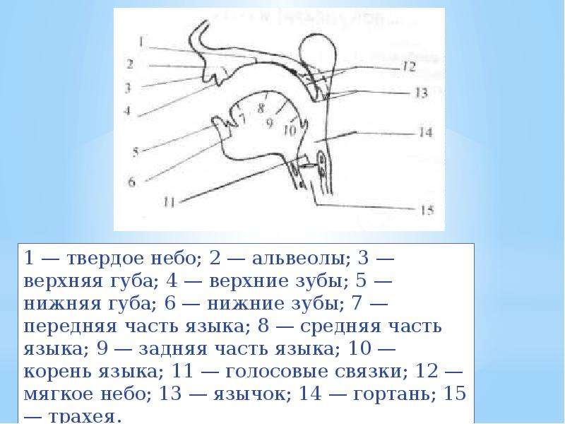 Речевой образ