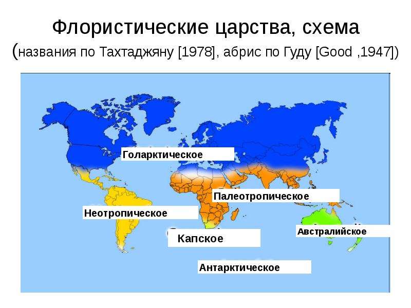 Территория царства. Голарктика флористическое районирование. Флористические царства. Флористические царства земли. Неотропическое флористическое царство.